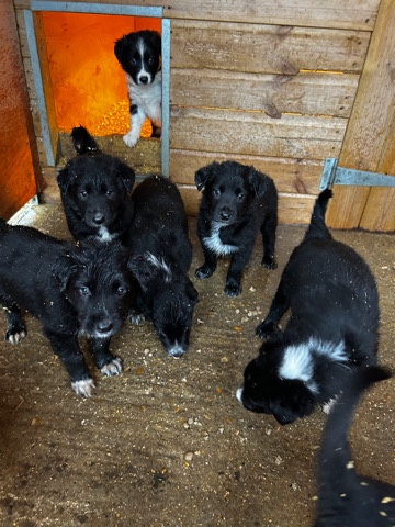Huntaway x collie pups 