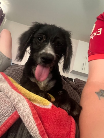 English Cocker Spaniel – cocker spaniel