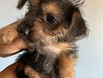 Yorkshire Terrier – tiny teacup pups – Hemet