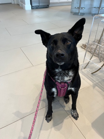 Australian Kelpie – Pet NEEDS a new Home🙏🏾