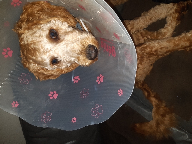 Labrador Retriever – 9 Month Labradoodle