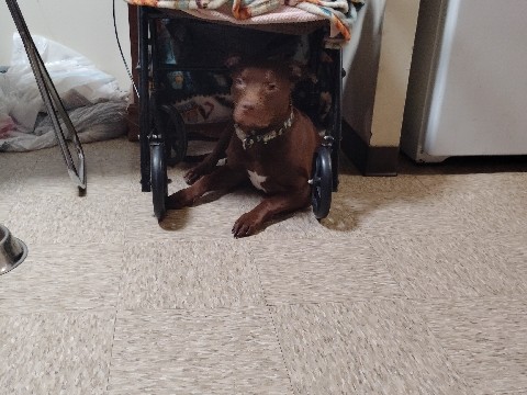 American Pit Bull Terrier – Energetic American Pit Bull Terrier – 11 Months Old in Cleveland – Cleveland