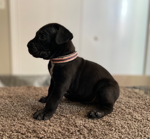 Cane Corso – cane corso puppy
