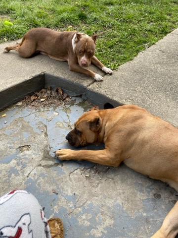 American Pit Bull Terrier – 2 females looking for a home