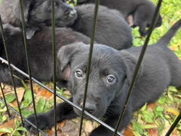 Labrador Retriever – puppies – Lehigh Acres