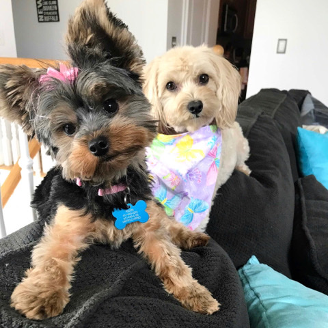 Yorkshire Terrier – teacup yorkie and yorkipoo