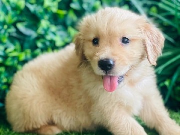 Golden Retriever Female Puppies 