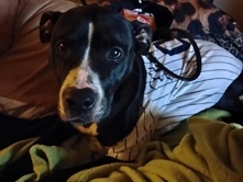 American Pit Bull Terrier – Rehoming Pitbull – Willimantic