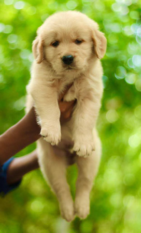 Golden Retriever – I want to sell my Puppies