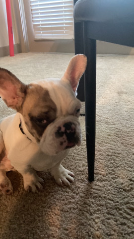 French Bulldog – frenchie
