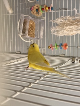 Parakeet – rehoming 2 bonded parakeets! (price is negotiable) – Southampton