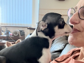 Chihuahua – Chi’s, my little people family,  minions – Maidstone