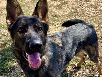 German Shepherd – GSD needs new home