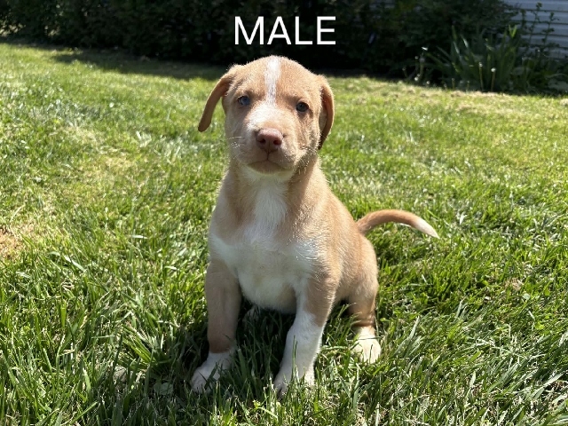 Mixed Breed – Mixed Pups – Seaman