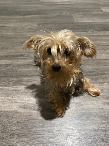 Yorkshire Terrier – Yorkshire terrier - Female