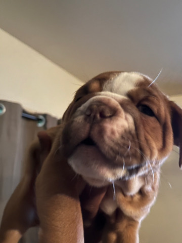 Olde English Bulldogge – olde English bulldogs