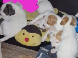 pitbull puppies – Guadalupe