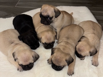Pug – Pug Puppies – Las Cruces
