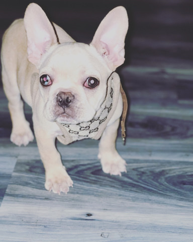 French Bulldog – French Bulldog