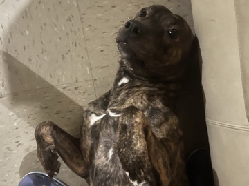 Boxer – Luka 2.5 Years - Rehome a 4 breeded – New York