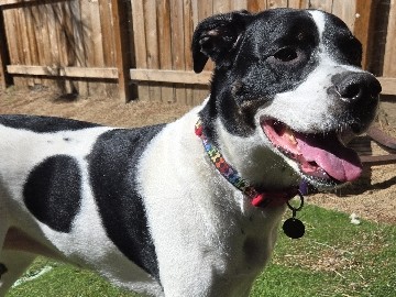 Mixed Breed – Adora ✨️ the super sweet pup – Ashland