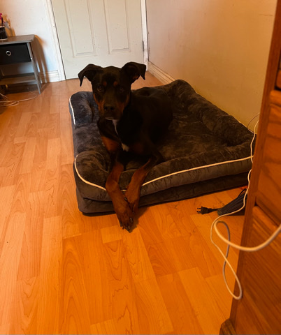 Rottweiler – sweet boy looking for a good home