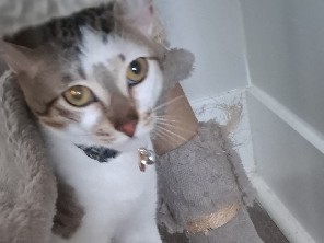 American Shorthair – 2 Cats Need A Home – Davenport