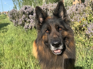 German Shepherd – Patch busca nuevo hogar – Burgos