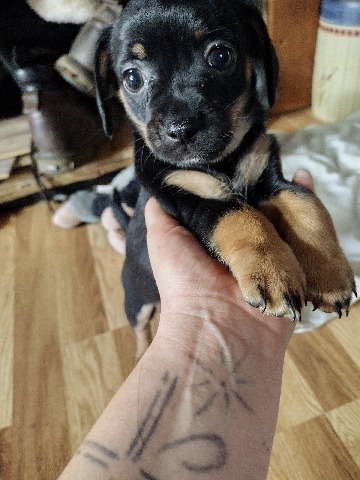 Dachshund – Mixed Breed Dashound - Chihuahua.