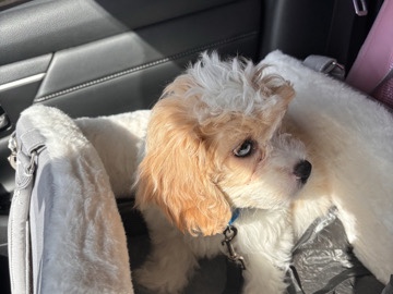 Cavapoo – Puppy For Adoption – Kansas City