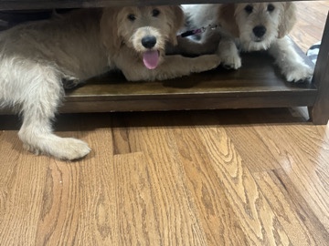 Goldendoodle – goldendoodles – Saint Cloud