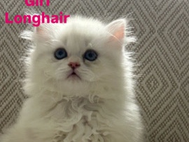 British Longhair – rehoming 6 kittens – Kent