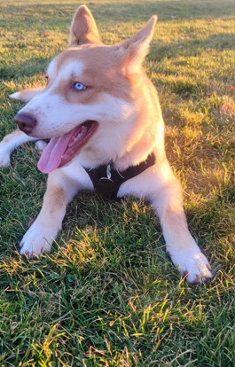 Siberian Husky – Looking for new home