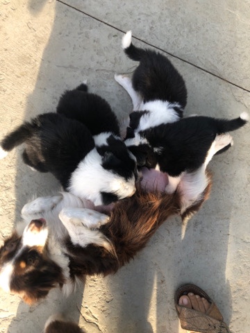 Border Collie – border collies