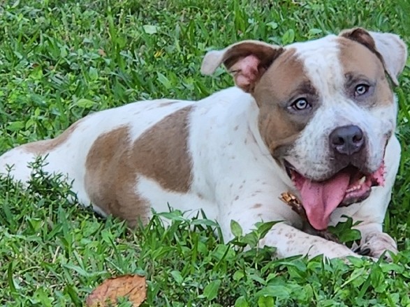 American Bully needs a loving family 