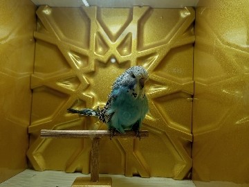 Budgerigar – Renk güzeli Yavru Muhabbet kuşları – Çankaya