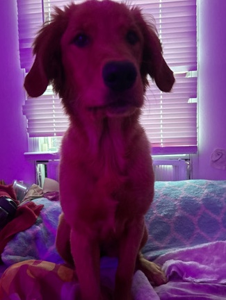 Golden Retriever – luna