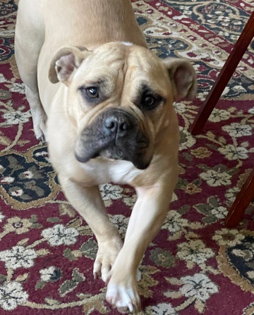 American Bulldog – Rehome ASAP