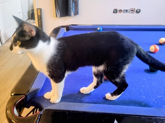 Egyptian Mau – Egyptian Mao Tuxedo – Sanford