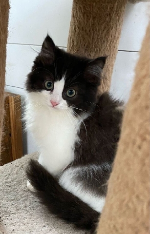 Maine Coon – Maine coone