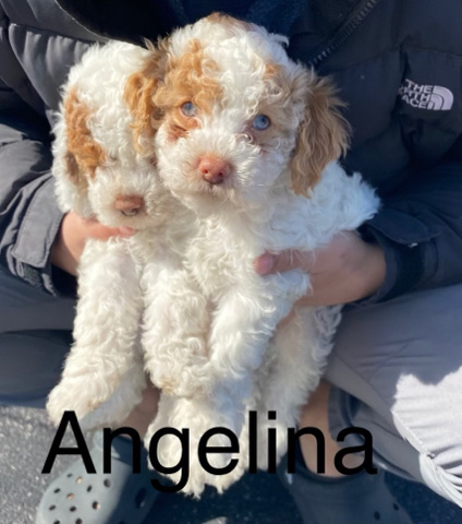 American Cocker Spaniel – cockapoo
