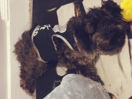 Shih Tzu – Oreo - Shih Tzu – Trenton
