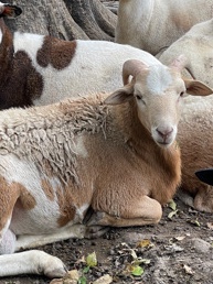 Any – Male Sheep With Curly Horns