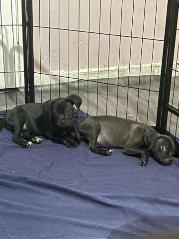 Russell Terrier – jug puppies for sale