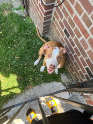 American Pit Bull Terrier – King - Male – New York
