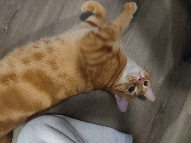 Cuddly orange cat. Unfortunately my home is no longer safe for him💔 – Bethlehem