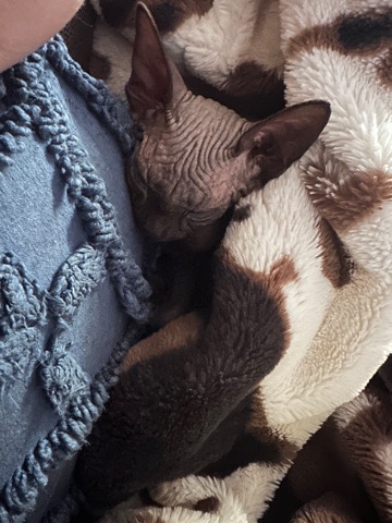 Sphynx – Sphynx Kitten