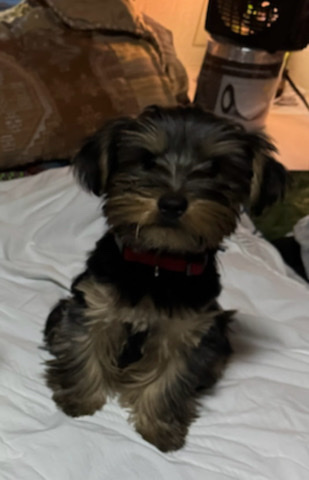 miniature yorkies
