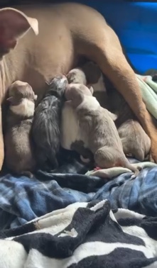 American Pit Bull Terrier – bully pit puppies
