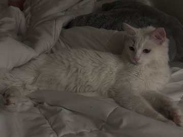 Turkish Angora – Cat white turkish angora (coco) – San Bernardino